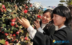 여수시청 앞 뜰에 화사하게 핀 동백꽃