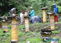 지리산 뱀사골 명품 토봉꿀 분양받으세요