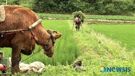 워낭소리, 정의로운 절대선인가