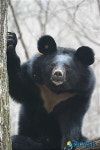 지리산 방사된 반달가슴곰 2세 출산했어요