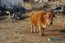 봄햇살 비치는 농가의 토종한우