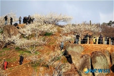 매화향 담는 사진작가들