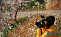 매화꽃 촬영하는 관광객