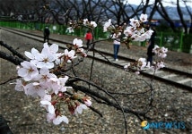 경화역에 벚꽃이 피었어요
