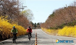 구 31호 국도변 개나리 만개