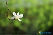 소담스런 목련 한송이