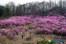 효성 안양공장 내 진달래 동산 28.29일 개방