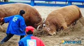 챔피언들의 격투
