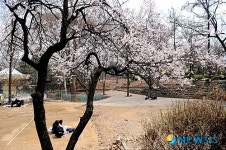 살구꽃 핀 공원의 봄을