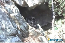 새끼곰 데리고 동면굴 나오는 어미곰
