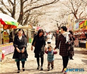 작천정 벚꽃 만개