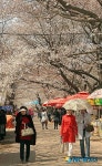 작천정 일대 벚꽃나들이객 북적