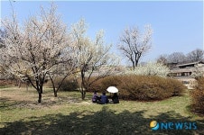 매화 꽃 그늘 아래