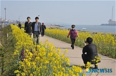 포항 형산강변 유채꽃길 따라 봄 향기 물신