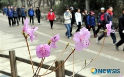 진달래 핀 관악산