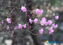 고양 산천에 핀 진달래꽃