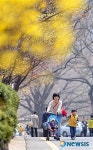 남산에 찾아온 봄