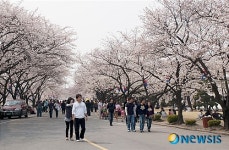 벚꽃 만개한 신탄진에서