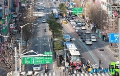 강북구, 도봉로 중앙차로버스정류장 6개소에 소나무 가로수 식재 완료