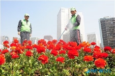 도심 속 꽃밭