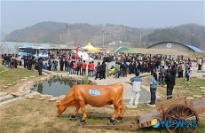 양평 산수유·개군한우축제 12만 여명 방문