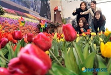 도심 한가운데 펼쳐진 튤립 가든