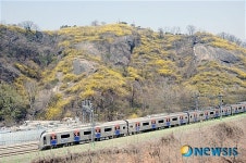 개나리 군락의 봄 풍경