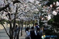 캠퍼스에 활짝 핀 벚꽃