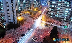 장관 이룬 벚꽃길