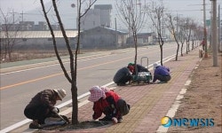 철원군 아름다운 가로수길 조성