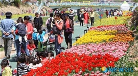 수원천 튤립축제