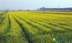 보령시, 대천해수욕장 유채꽃바다 장관