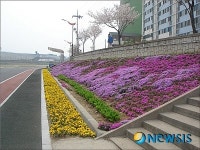 청양 백세공원 꽃 물결
