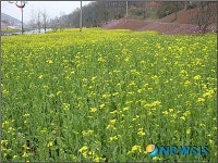 청양 백세공원 꽃 물결