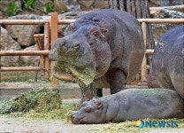 밥 먹을땐 하마도 건들지 마라