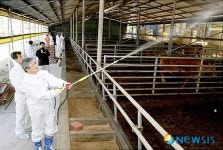 박승호 포항시장 한우농장에서 일일체험활동 펼쳐