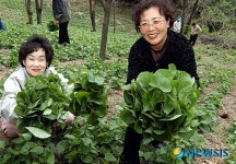 웰빙양구상회 | 양구 웰빙 곰취축제 내달 2일 개막