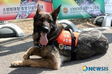 중앙119 구조대 인명 구조견