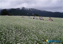 진교매일축산 | 평창, 축산업 등록제...축산물 이력확인