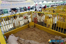 제주 농촌사랑 도새기 축제, 테마농장 구경오세요