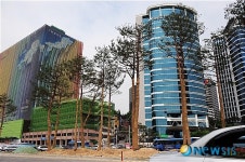 가로수로 심어지는 소나무