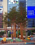 서울역 앞에 옮겨 심어지는 소나무 가로수