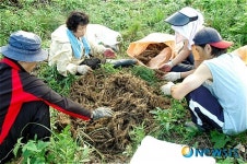 파주 산더덕 체험행사로 1억원 소득 올려