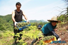 옥천 산비탈에 고사리 재배로 고소득