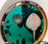 <송기자 여행사진>물고기 쇼 펼치는 스쿠버다이버