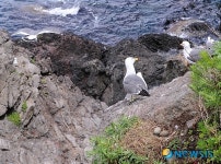 <임기자 생태사진> 앗 침입자