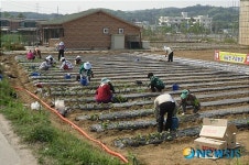 청주 새터민 주말농장통해 외로움달래요