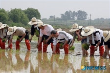 전북대, 풍년 기원 모내기 행사