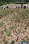 고흥군청 농번기 마늘 수확 일손돕기