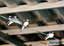 보은 한 주유소에 5년 째 제비 가족 둥지